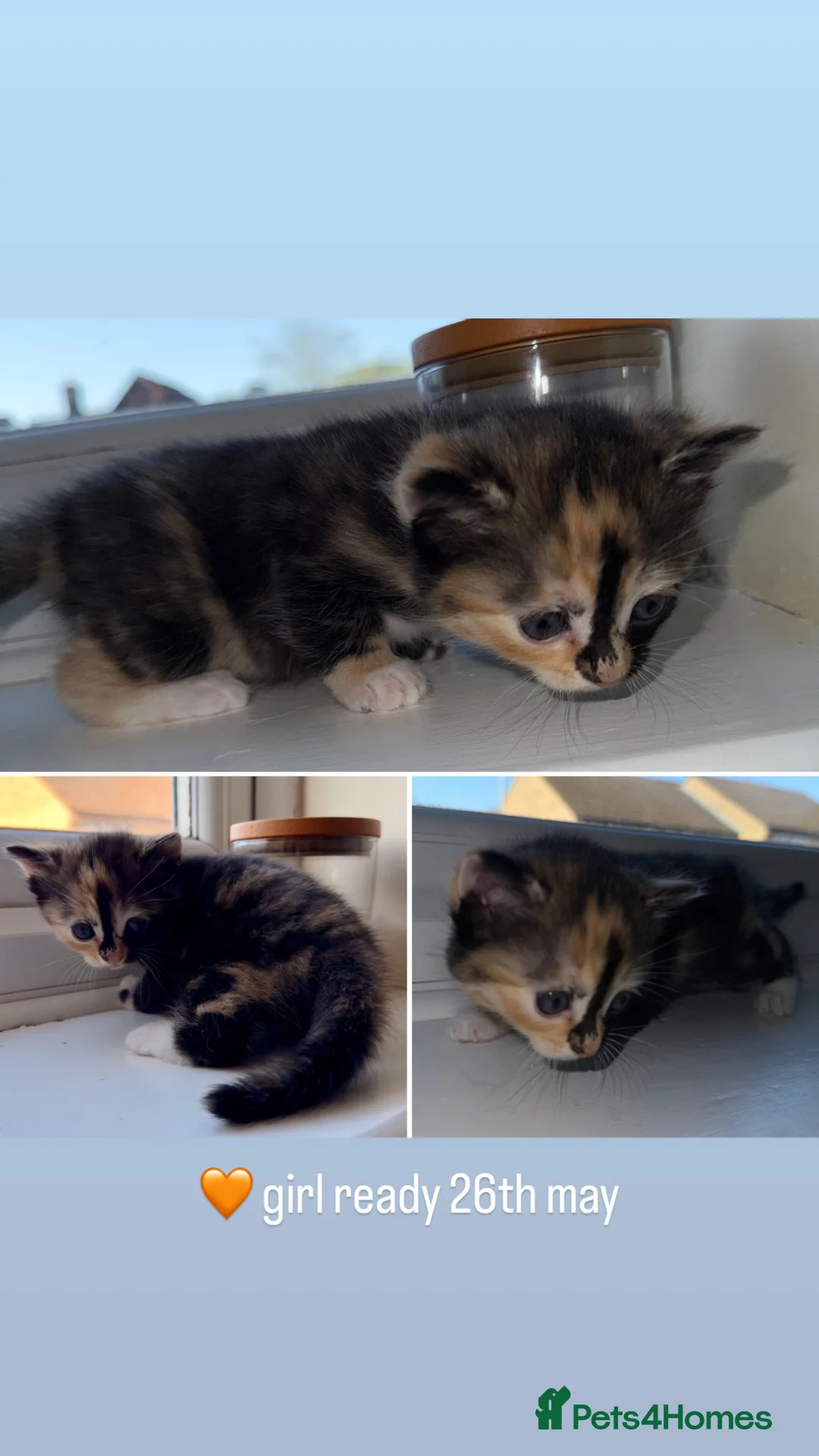 Mixed Breed cats for sale: Short haired mixed breed kittens  - Advert 4