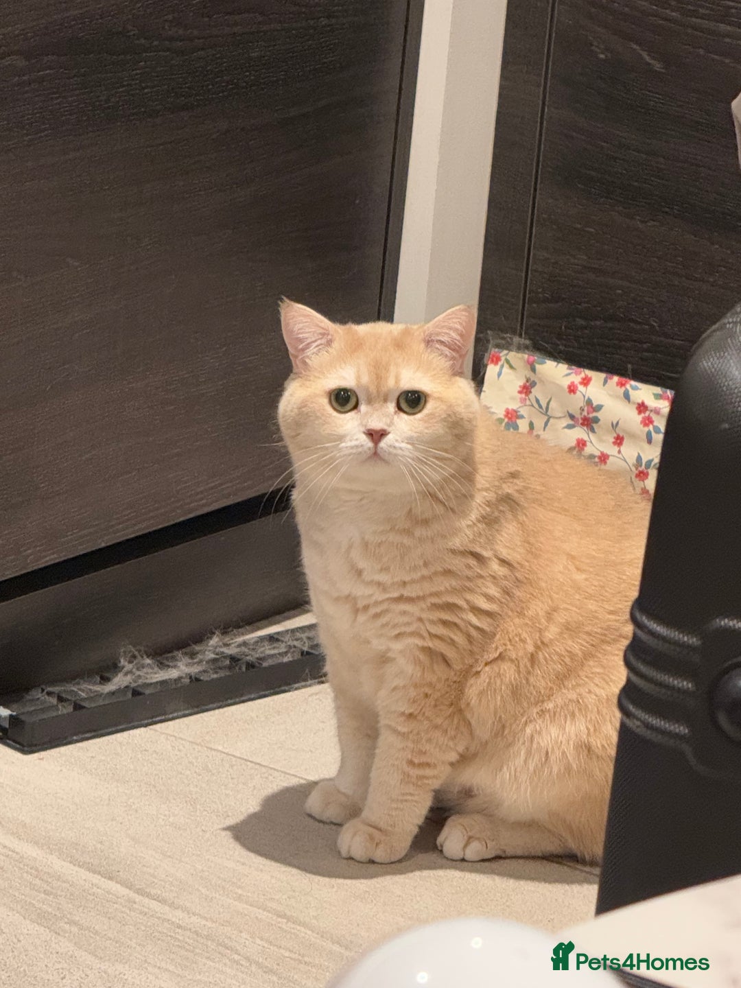 British Shorthair cats for sale: Sweetest 2 British shorthair boys seekingto rehome - Advert 1