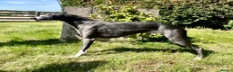 Whippet dogs for stud: Outstanding Small KC Stud - Denebridge Octavius - Advert 3
