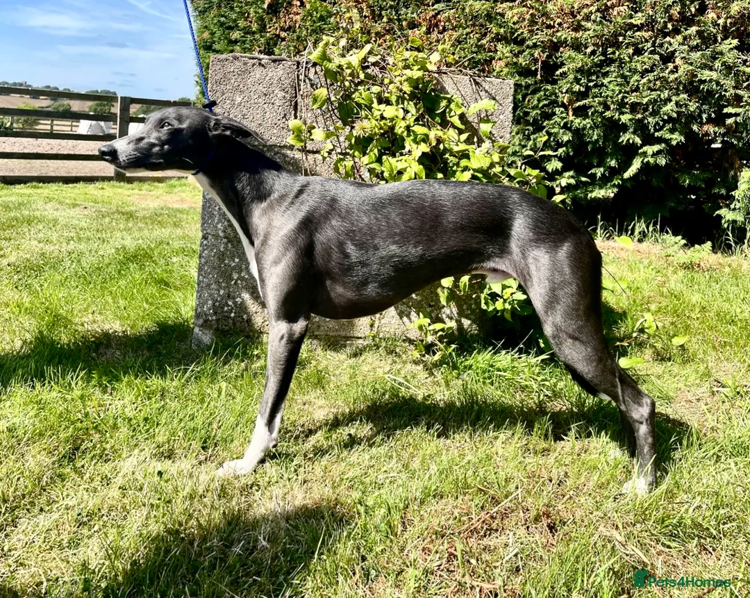 Whippet dogs for stud: Outstanding Small KC Stud - Denebridge Octavius - Advert 3