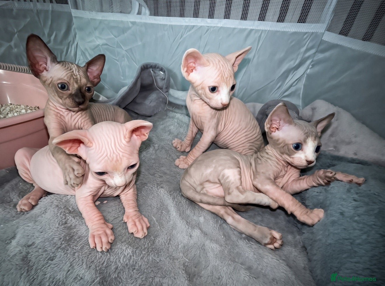Sphynx cats Stunning blue sphinx kittens  - Advert 2