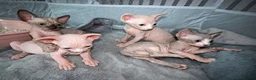 Sphynx cats for sale: Stunning blue sphinx kittens  - Advert 1