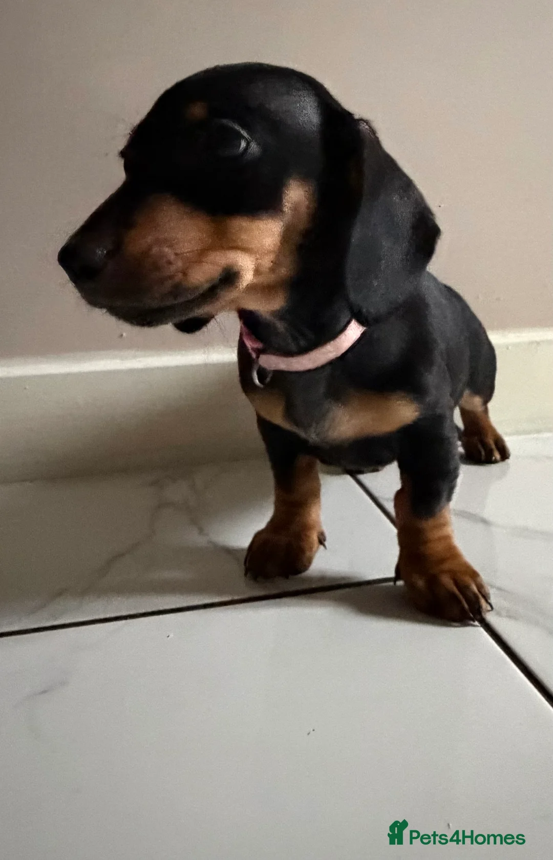 Miniature Dachshund dogs for sale: 🩷 READY TO LEAVE 🩷 - Advert 1