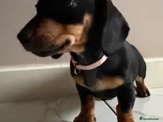 Miniature Dachshund dogs 🩷 READY TO LEAVE 🩷 - Advert 15