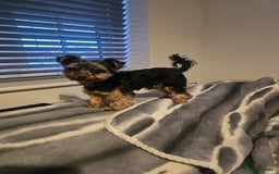 Yorkshire Terrier dogs for stud: Gorgeous tiny black and brown yorkshire terrier  in Hereford - Image 20