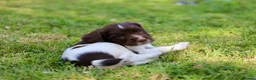 English Springer Spaniel dogs for sale: Kc registered English springer spaniel pups - Advert 11