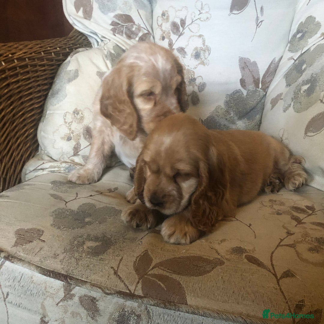 Cocker Spaniel dogs for sale: 4 stunning cocker spaniel puppies  - Image 6