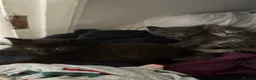Mixed Breed cats for sale: Kittens - Advert 6