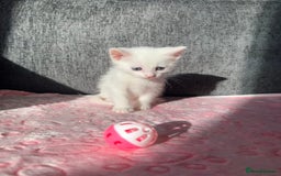 Ragdoll cats for sale: Ragdoll X Turkish Angora One Female Left!🩷 - Advert 4