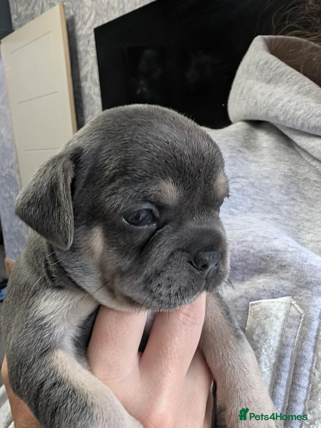 Mixed Breed dogs for sale: French bulldog x Maltchi (Maltese x chihuahua). in Stockport - Advert 7