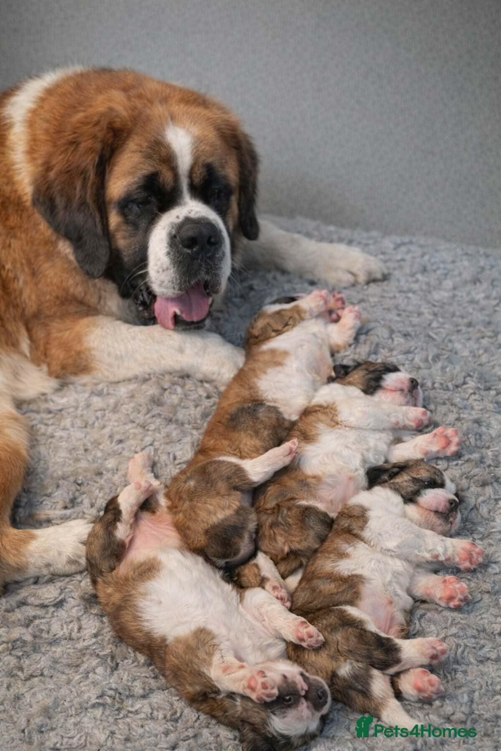 Saint Bernard dogs Beautiful Saint Bernard baby bears for sale in Rugeley - Advert 3