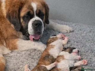 Saint Bernard dogs Beautiful Saint Bernard baby bears for sale in Rugeley - Advert 3