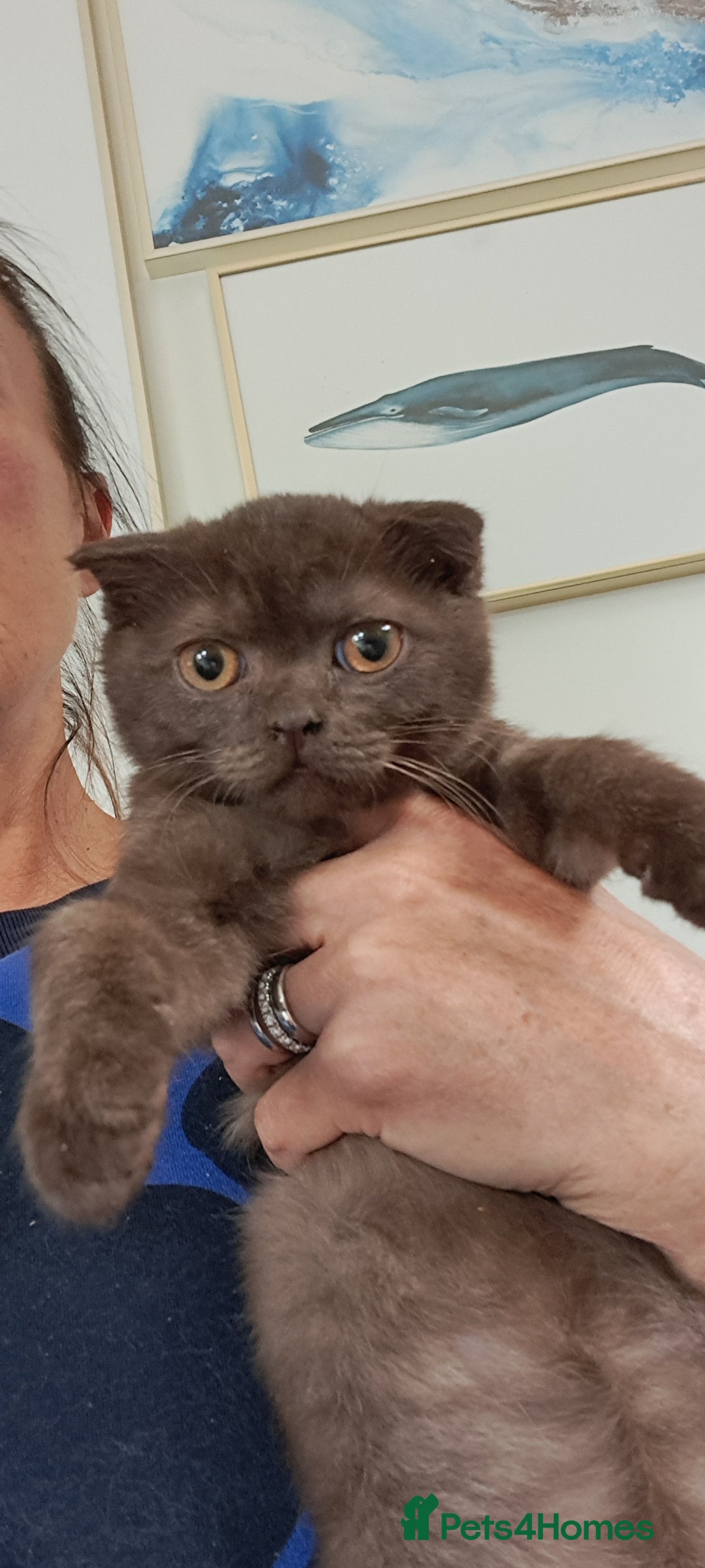 Scottish Fold cats for sale: Scottish Fold Females for Sale  - Image 9