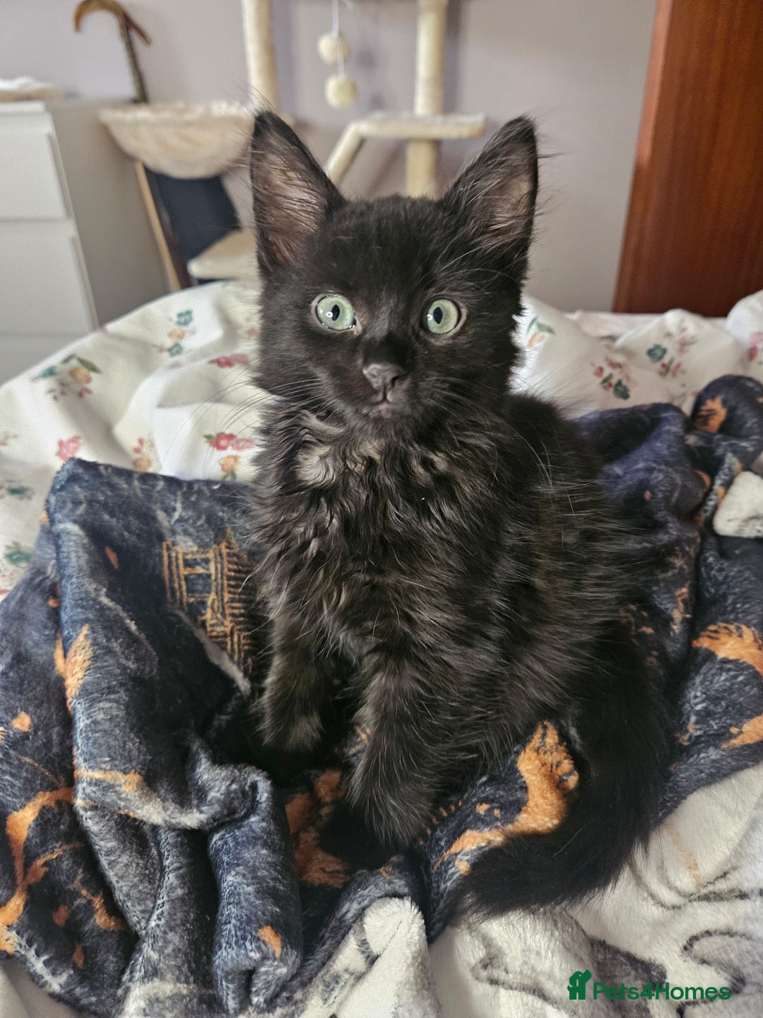 Mixed Breed cats for sale: 2 beautiful boys - Advert 4