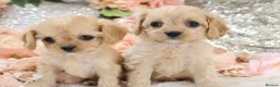 Cavapoo dogs for sale: Health Tested Cavapoo Puppies - Advert 11