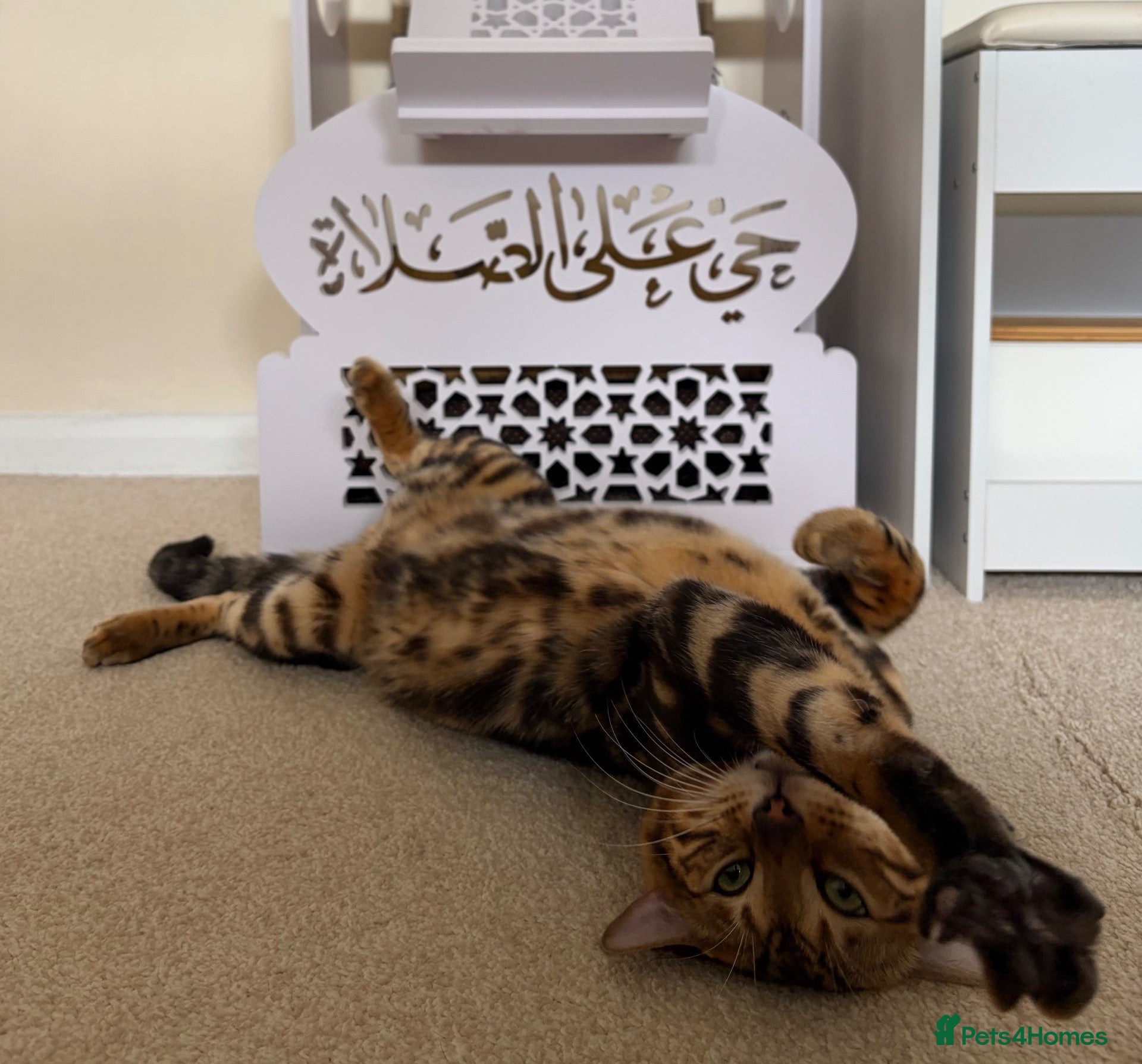 Bengal cats Bengal male (marbel) - Advert 1