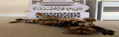 Bengal 1