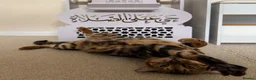 Bengal cats for sale: Bengal male (marbel) - Advert 1