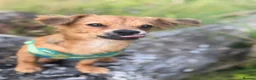 Jack Chi dogs for sale: Jack chi looking for his forever home  in Lanark - Advert 1
