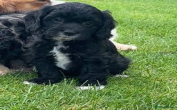 Cavapoo dogs for sale: Stunning Cavapoo puppies - Image 18