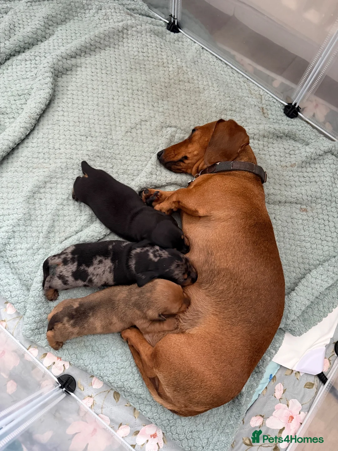 Miniature Dachshund dogs for sale: Miniature dachshund  - Advert 1