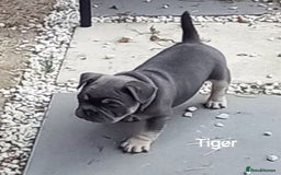 French Bulldog dogs for sale: French Bulldog pups - Image 1