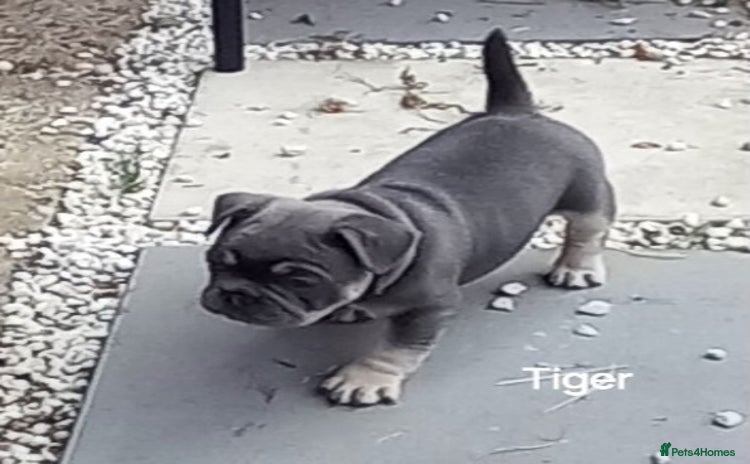 French Bulldog dogs - Advert 7
