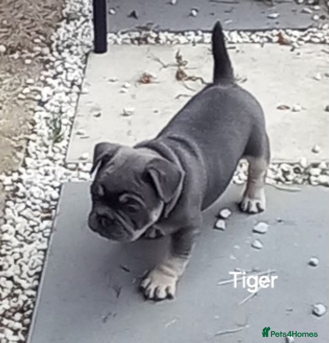 French Bulldog dogs for sale: French Bulldog pups - Image 1