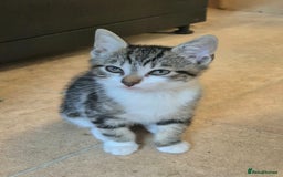 Mixed Breed cats for sale: Adorable 7 Mixed Breed Kittens 🐾 - Image 30