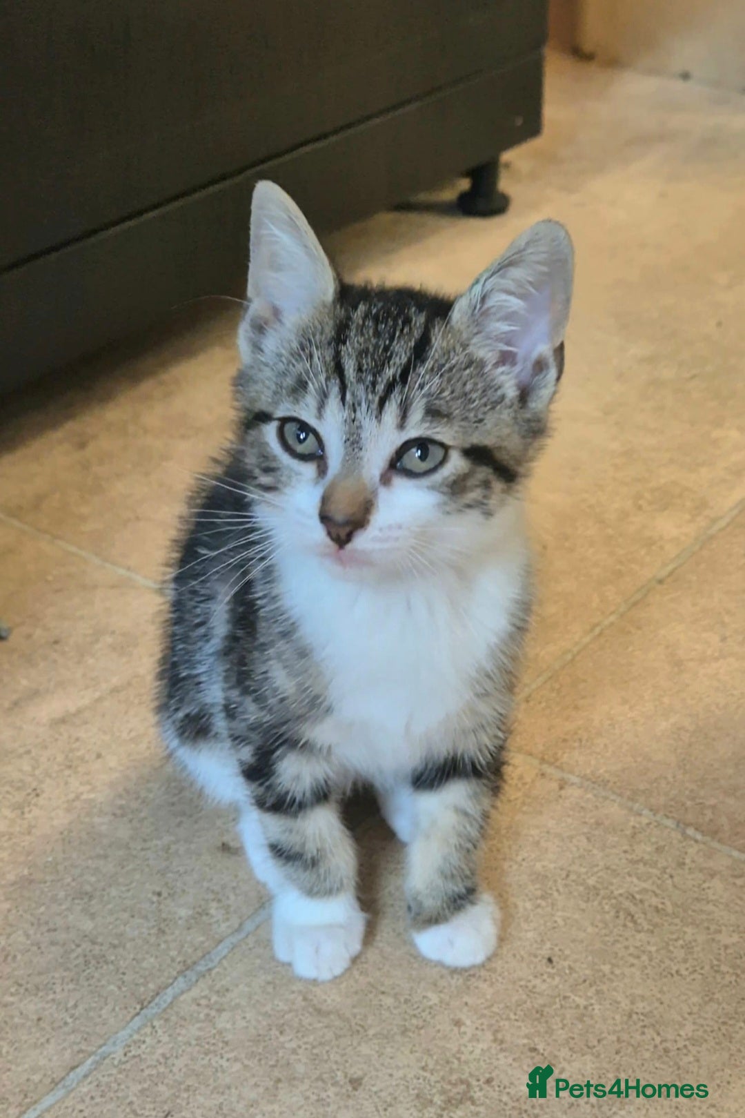 Mixed Breed cats for sale: Adorable 7 Mixed Breed Kittens 🐾 - Image 30