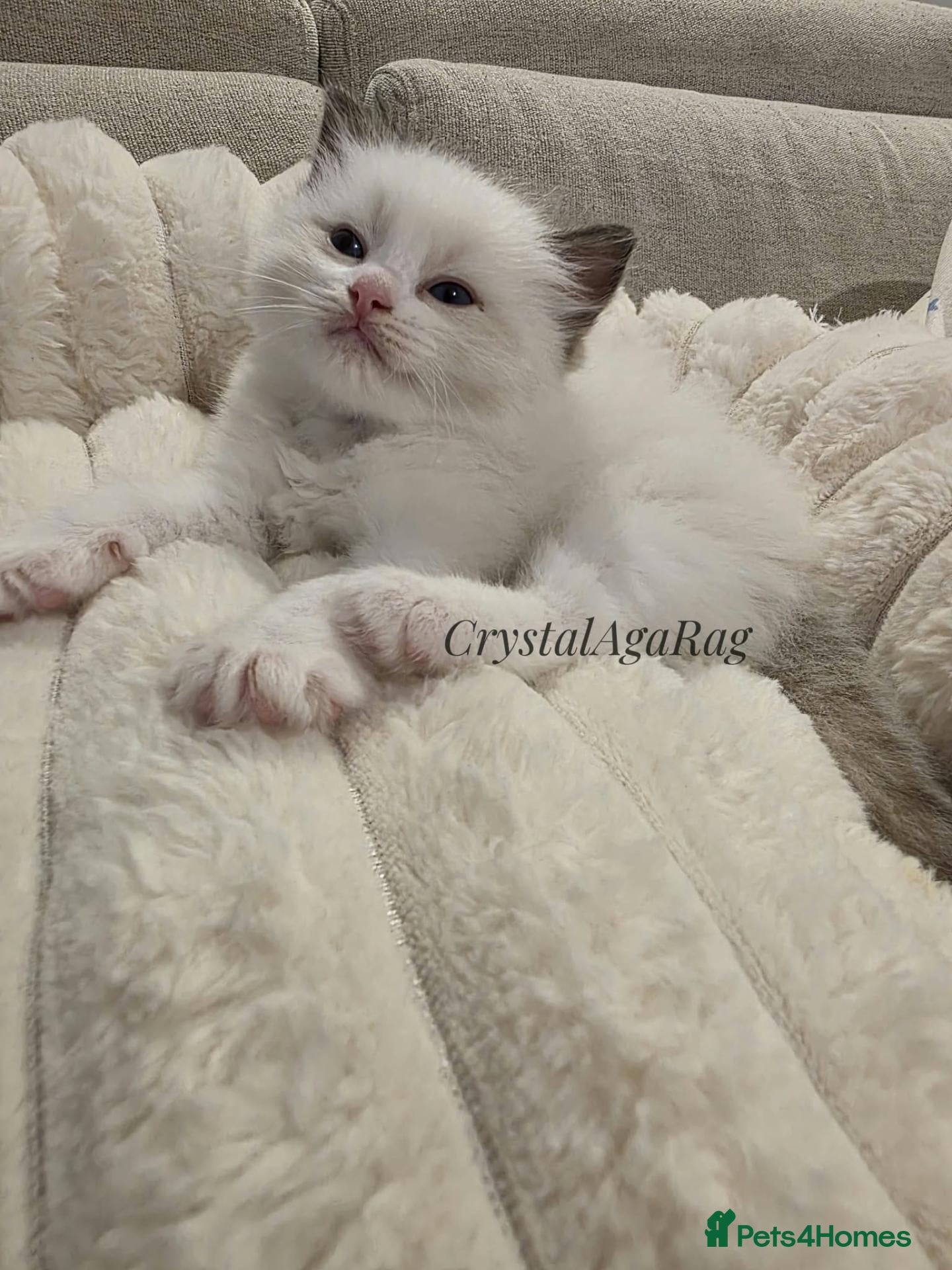 Ragdoll cats 🐾✨ Champion Line Ragdoll Kittens for Sale ✨🐾 - Advert 1