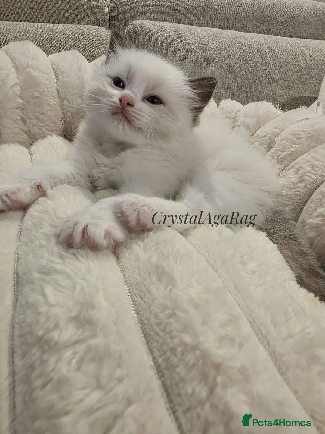 Ragdoll cats for sale: 🐾✨ Champion Line Ragdoll Kittens for Sale ✨🐾 - Advert 1