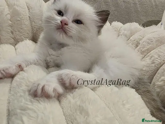 Ragdoll cats for sale: 🐾✨ Champion Line Ragdoll Kittens for Sale ✨🐾 - Advert 3