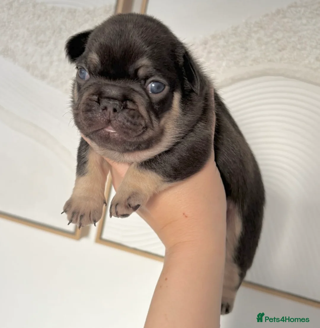 French Bulldog dogs for sale: FLUFFY FRENCH BULLDOG & FLUFFY CARRIER PUPPIES  - Advert 12
