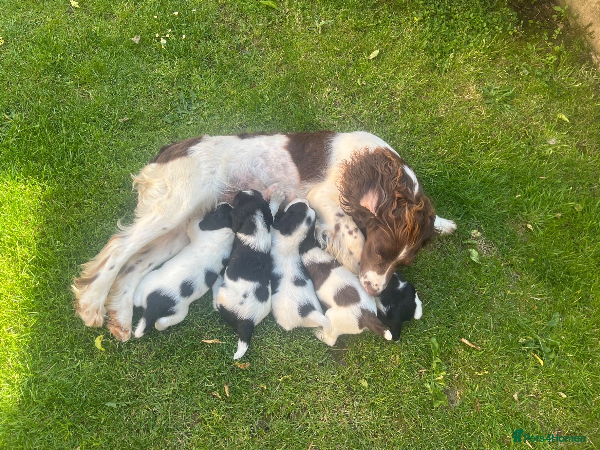 English Springer Spaniel dogs Springer spaniel pups  - Advert 13