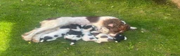 English Springer Spaniel dogs for sale: Springer spaniel pups  in Honiton - Advert 1