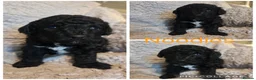 Shihpoo dogs for sale: F1b shihpoo puppies 1 girl left - Advert 10