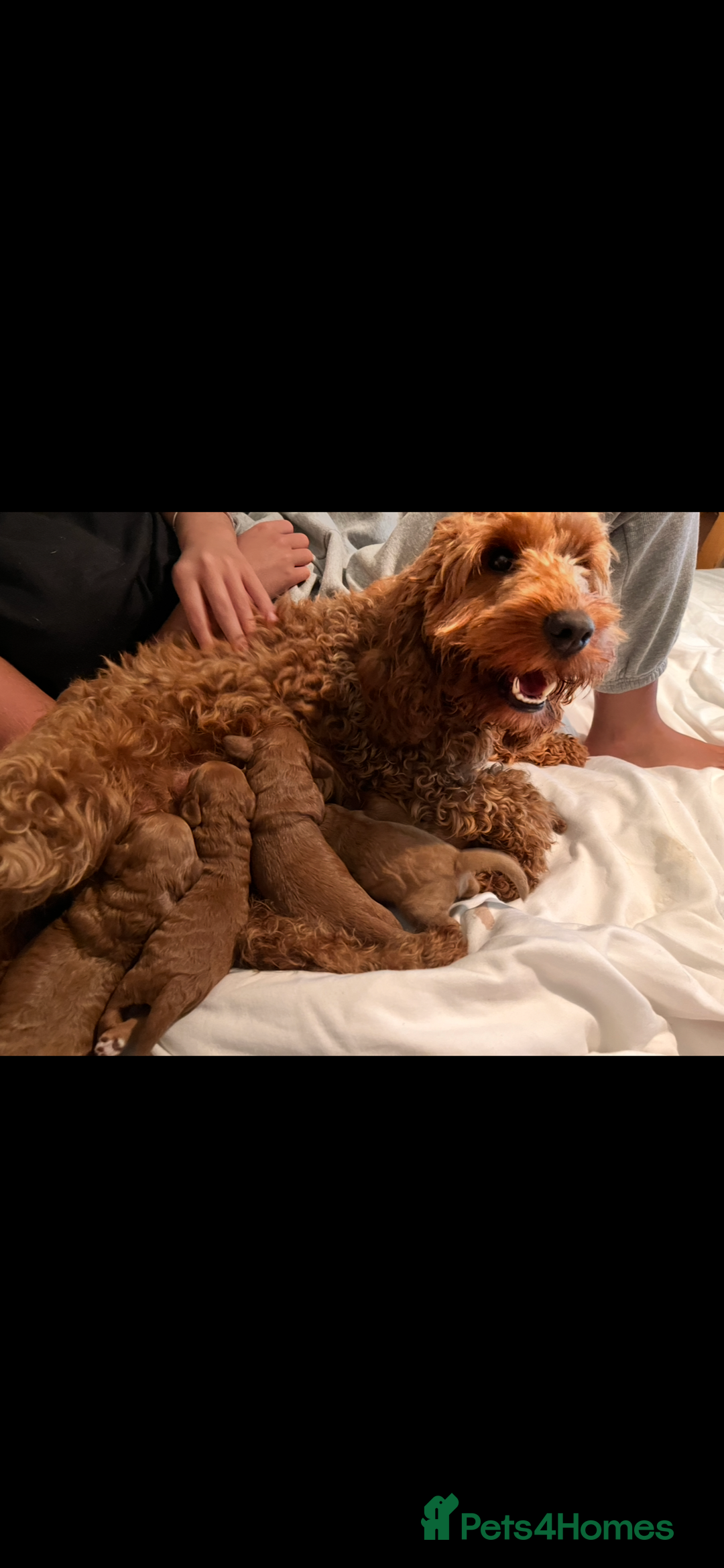 Cockapoo dogs for sale: CockapooS red toy  size show type  - Image 3