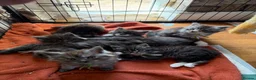 Maine Coon cats for sale: Ready Now: 6 Maine coon Kittens - Advert 15