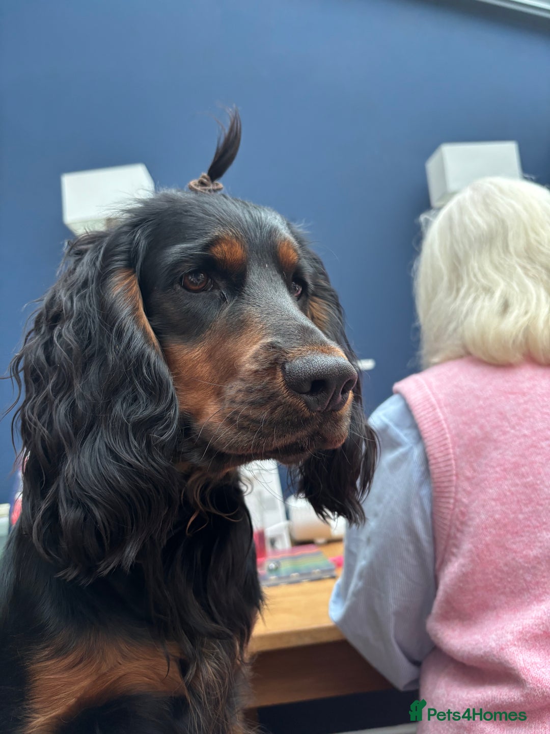 Cocker Spaniel dogs for stud: Black and tan Cocker Spaniel for stud - Image 3