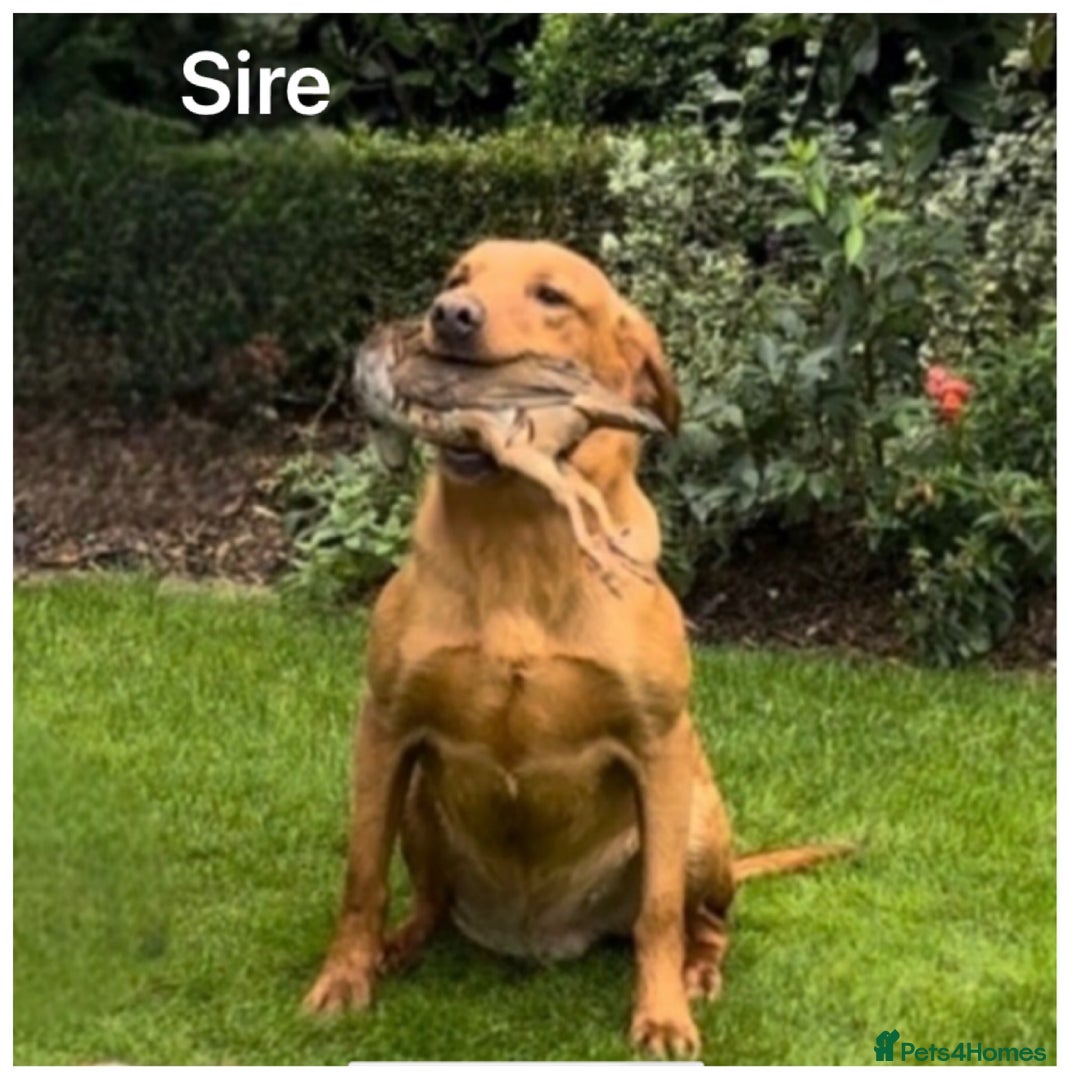 Labrador Retriever dogs for sale: Stunning KC pups,health tested parents&great lines - Advert 8