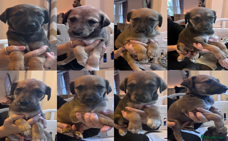 Mixed Breed dogs ⭐️Saluki Cross Puppies⭐️READY 08/12/2025 - Advert 6