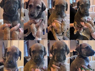 Mixed Breed dogs ⭐️Saluki Cross Puppies⭐️READY 08/12/2025 - Advert 9