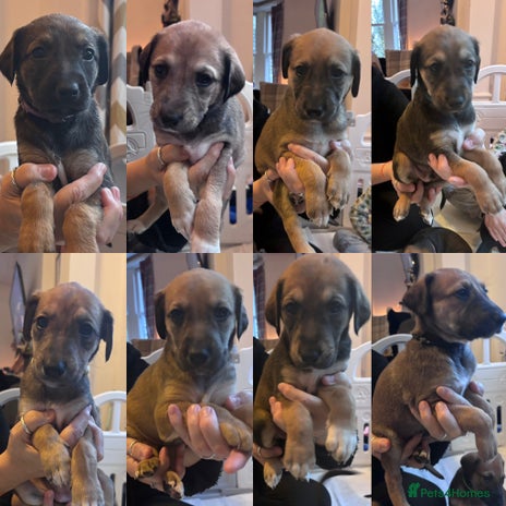 Mixed Breed dogs ⭐️Saluki Cross Puppies⭐️READY 08/12/2025 - Advert 6