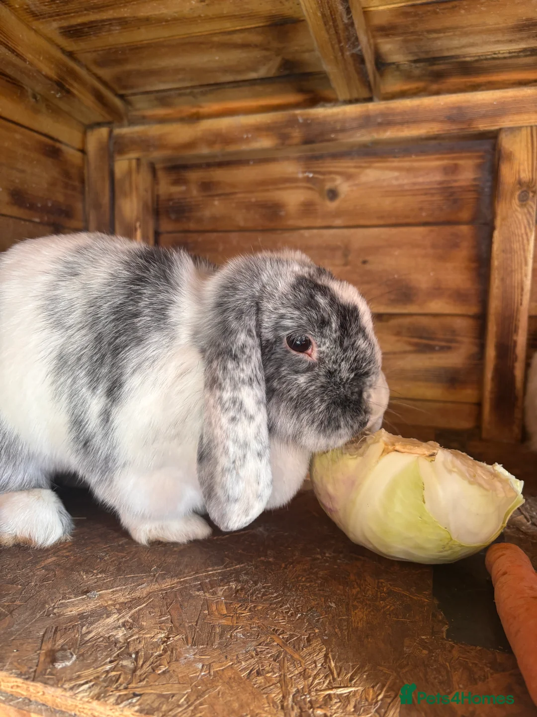 Mini Lop rabbits for sale: 3 lop-eared rabbits looking for a loving new home in Castleford - Advert 1