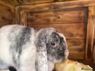 Mini Lop rabbits 3 lop-eared rabbits looking for a loving new home - Advert 1