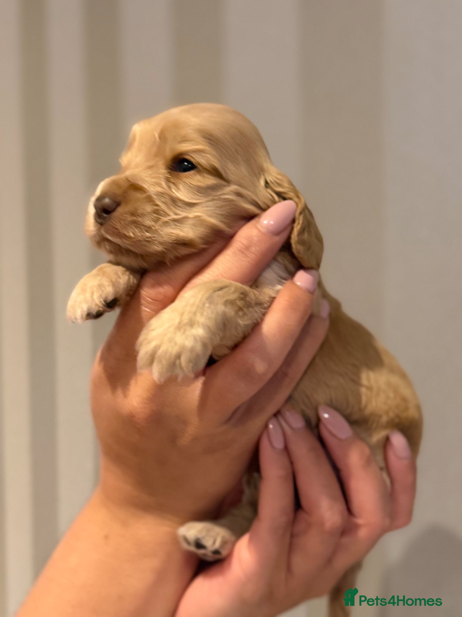 Cocker Spaniel dogs for sale: Golden & Chocolate Sable Show Cocker Puppies  in Doncaster - Advert 5