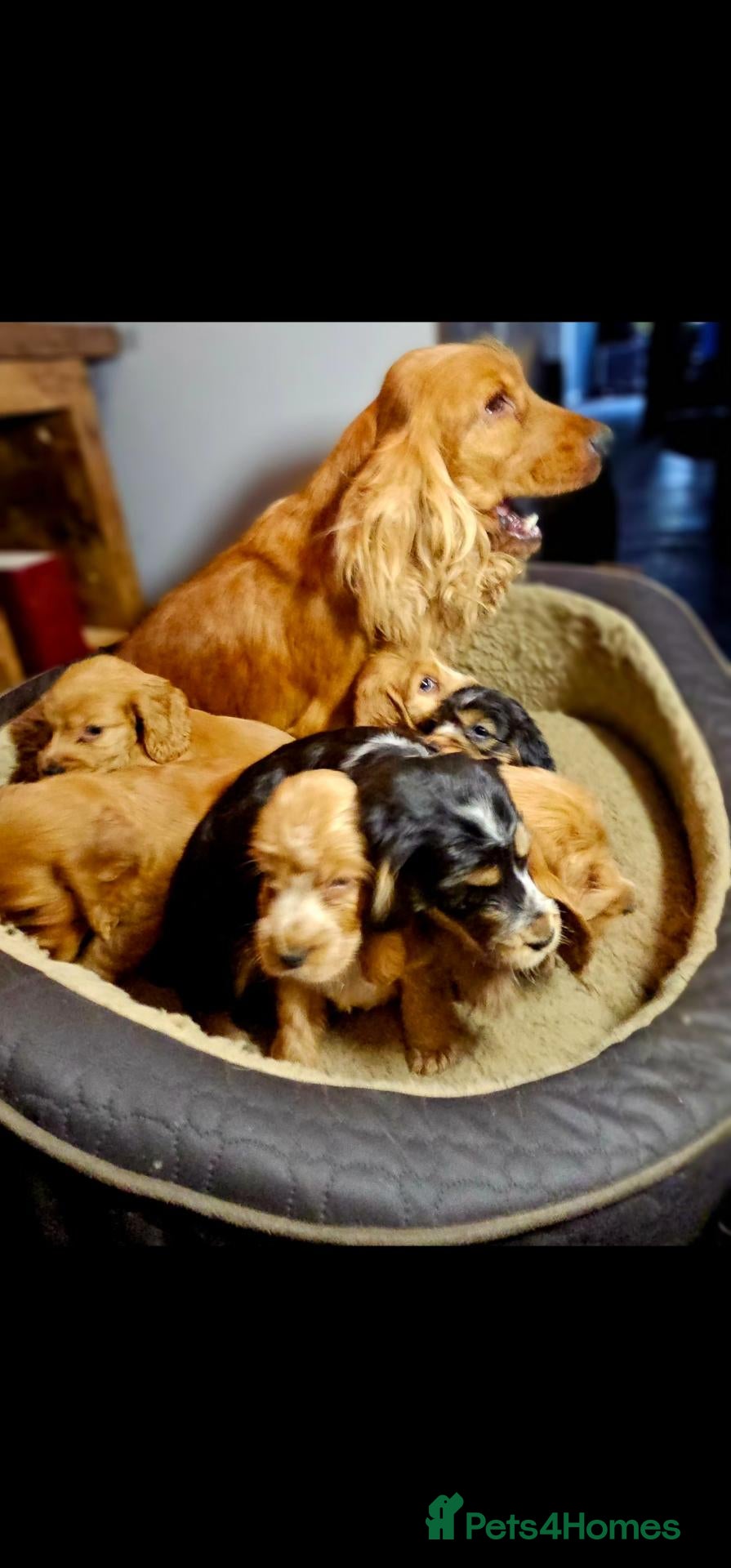 Cocker Spaniel dogs KC show type cicker spaniels  - Advert 1
