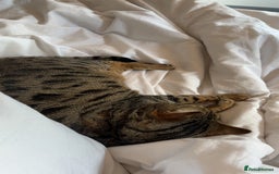 Mixed Breed cats for sale: Khaleesi, half bengal cat looking for a new home - Image 5