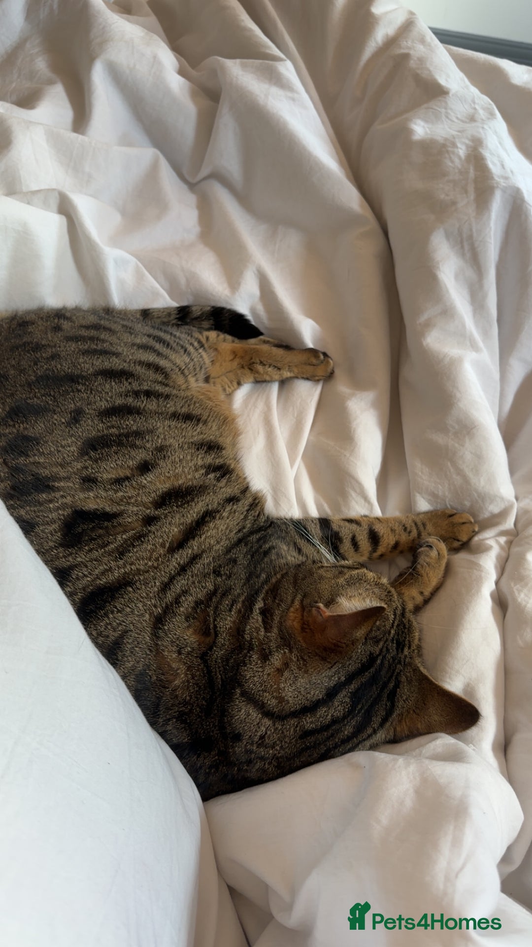 Mixed Breed cats for sale: Khaleesi, half bengal cat looking for a new home - Image 5
